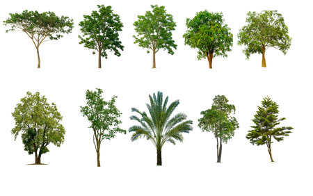 Isolated Trees on white background , The collection of trees , A beautiful trees from Thailandの写真素材