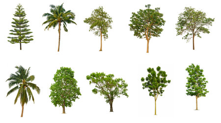 Isolated Trees on white background , The collection of trees , A beautiful trees from Thailandの写真素材