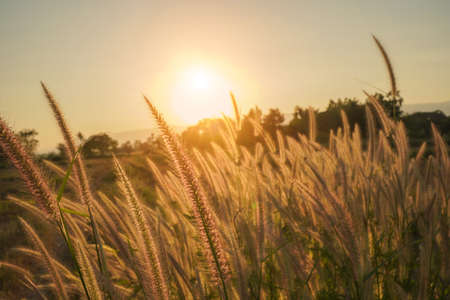The grass in the mountain fields in the early morning.Summer nature backgrounds. Spring or summer abstract season nature background with grass.の写真素材