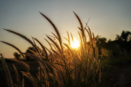 The grass in the mountain fields in the early morning.Summer nature backgrounds. Spring or summer abstract season nature background with grass.の写真素材