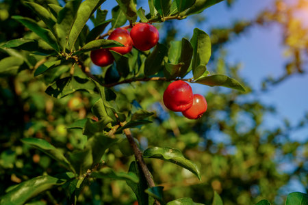 Acerola cherry on the tree with water drop, High vitamin C and antioxidant fruits. Fresh organic Acerola cherry on the tree.の写真素材