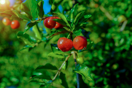 Acerola cherry on the tree with water drop, High vitamin C and antioxidant fruits. Fresh organic Acerola cherry on the tree.の写真素材