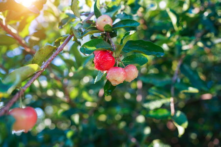 Acerola cherry on the tree with water drop, High vitamin C and antioxidant fruits. Fresh organic Acerola cherry on the tree.の写真素材