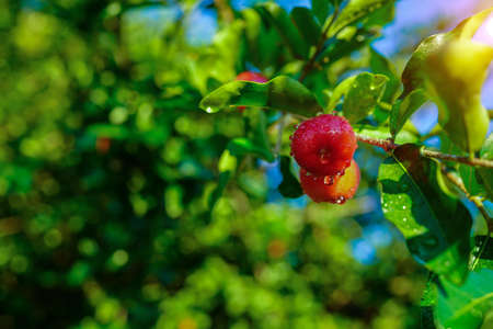 Acerola cherry on the tree with water drop, High vitamin C and antioxidant fruits. Fresh organic Acerola cherry on the tree.の写真素材
