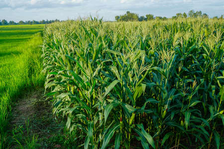 A selective focus picture of corn cob at organic corn field. Corn pods on the corn plant,corn field in agricultural garden.の写真素材