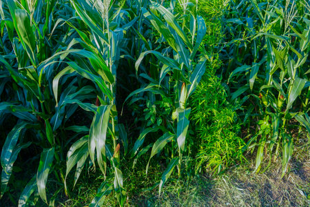 The agricultural land of a green corn farm with a perfect sky. Location place of Thailand agricultural region, Asian. Cultivated fields. Photo wallpaper. Minimalistic landscape. The beauty of the earth.の写真素材