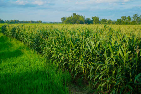 The agricultural land of a green corn farm with a perfect sky. Location place of Thailand agricultural region, Asian. Cultivated fields. Photo wallpaper. Minimalistic landscape. The beauty of the earth.の写真素材