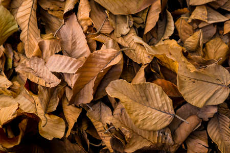 Dry leaves of Dipterocarpaceae on the ground in autumn park. Background of Brown and Orange Dry Leaves on the Ground.の写真素材