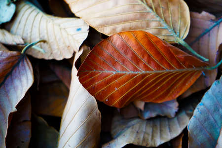 Dry leaves of Dipterocarpaceae on the ground in autumn park. Background of Brown and Orange Dry Leaves on the Ground.の写真素材