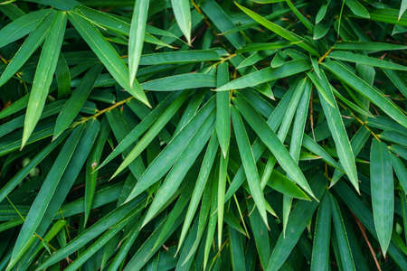 bamboo leaves background concept. Green bamboo leaves have space for text or backgrounds. nature green color of freshness wallpaper.の写真素材