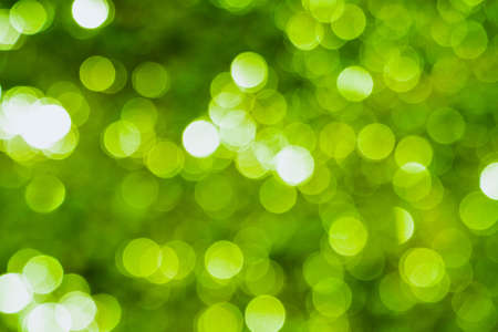 bamboo leaves background concept. Green bamboo leaves have space for text or backgrounds. nature green color of freshness wallpaper.の写真素材