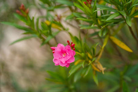 Beautiful of Oleander flower(Oleander Nerium) with bokeh background.の写真素材