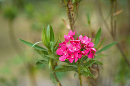 Beautiful of Oleander flower(Oleander Nerium) with bokeh background.の写真素材