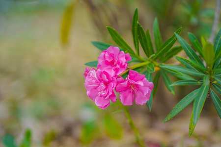 Beautiful of Oleander flower(Oleander Nerium) with bokeh background.の写真素材