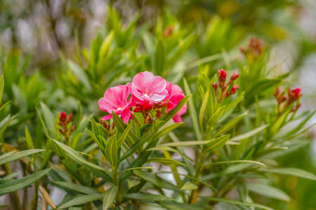 Beautiful of Oleander flower(Oleander Nerium) with bokeh background.の写真素材