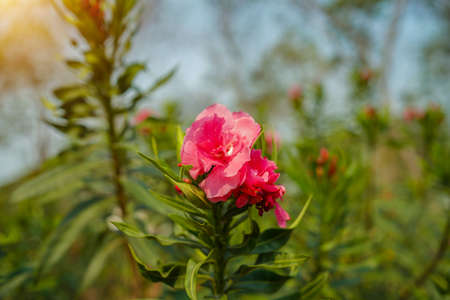 Beautiful of Oleander flower(Oleander Nerium) with bokeh background.の写真素材