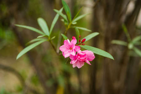 Beautiful of Oleander flower(Oleander Nerium) with bokeh background.の写真素材