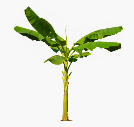 Banana tree isolated on white background with clipping paths for garden design.Economic crops of tropical countries are gaining popularity.の写真素材