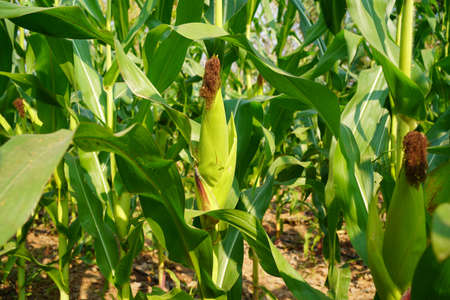 Corn field close up. Selective focus. Green Maize Corn Field Plantation in Summer Agricultural Season. Close up of corn on the cob in a field.の写真素材