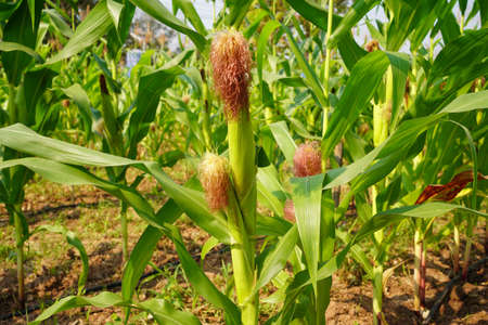 Corn field close up. Selective focus. Green Maize Corn Field Plantation in Summer Agricultural Season. Close up of corn on the cob in a field.の写真素材