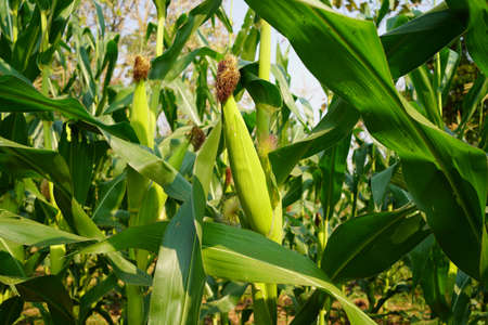 Corn field close up. Selective focus. Green Maize Corn Field Plantation in Summer Agricultural Season. Close up of corn on the cob in a field.の写真素材