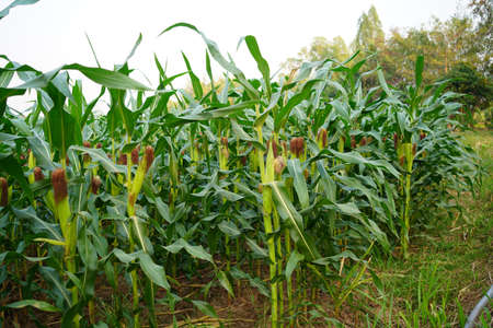 Corn field close up. Selective focus. Green Maize Corn Field Plantation in Summer Agricultural Season. Close up of corn on the cob in a field.の写真素材