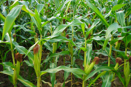 Corn field close up. Selective focus. Green Maize Corn Field Plantation in Summer Agricultural Season. Close up of corn on the cob in a field.の写真素材