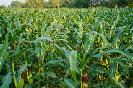 Corn field close up. Selective focus. Green Maize Corn Field Plantation in Summer Agricultural Season. Close up of corn on the cob in a field.の写真素材