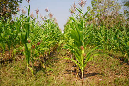 Corn field close up. Selective focus. Green Maize Corn Field Plantation in Summer Agricultural Season. Close up of corn on the cob in a field.の写真素材