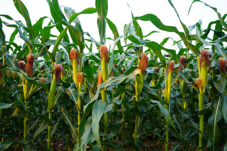 Corn plant growing isolated on white background for garden design. The development of young plants, from sequence to tree, ready to be harvested. Agriculture for the food industryの写真素材