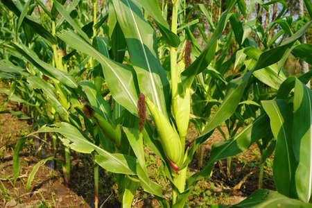 Corn field close up. Selective focus. Green Maize Corn Field Plantation in Summer Agricultural Season. Close up of corn on the cob in a field.の写真素材