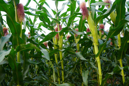 Corn plant growing isolated on white background for garden design. The development of young plants, from sequence to tree, ready to be harvested. Agriculture for the food industryの写真素材