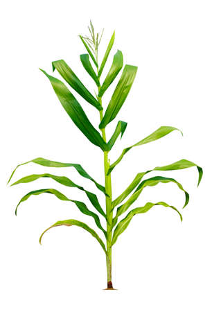 Corn plant growing isolated on white background for garden design. The development of young plants, from sequence to tree, ready to be harvested. Agriculture for the food industryの写真素材
