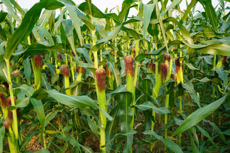 Corn field close up. Selective focus. Green Maize Corn Field Plantation in Summer Agricultural Season. Close up of corn on the cob in a field.の写真素材