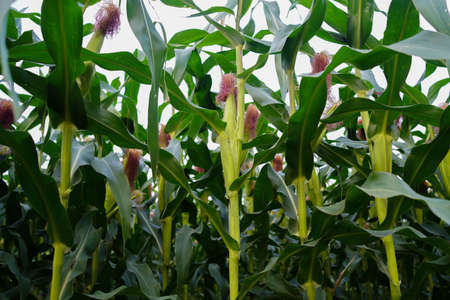 Corn field close up. Selective focus. Green Maize Corn Field Plantation in Summer Agricultural Season. Close up of corn on the cob in a field.の写真素材