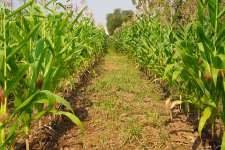 Corn field close up. Selective focus. Green Maize Corn Field Plantation in Summer Agricultural Season. Close up of corn on the cob in a field.の写真素材