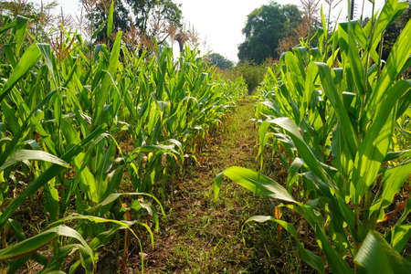 Corn field close up. Selective focus. Green Maize Corn Field Plantation in Summer Agricultural Season. Close up of corn on the cob in a field.の写真素材