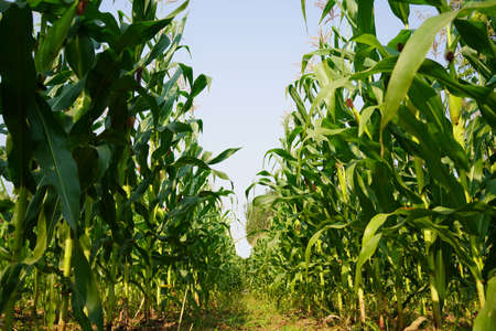 Corn plant growing isolated on white background for garden design. The development of young plants, from sequence to tree, ready to be harvested. Agriculture for the food industryの写真素材