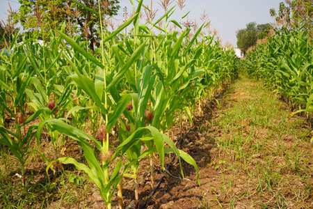 Corn plant growing isolated on white background for garden design. The development of young plants, from sequence to tree, ready to be harvested. Agriculture for the food industryの写真素材