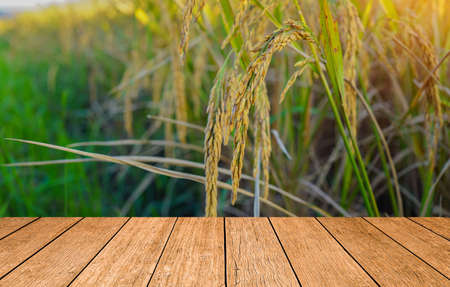 Empty wooden table on rice field with rice field background. Wooden table or terrace on rice field and empty display. Space for your montage, For product display.の写真素材