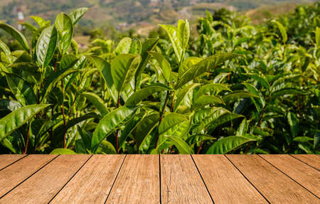 Empty wooden table on rice field with rice field background. Wooden table or terrace on rice field and empty display. Space for your montage, For product display.の写真素材
