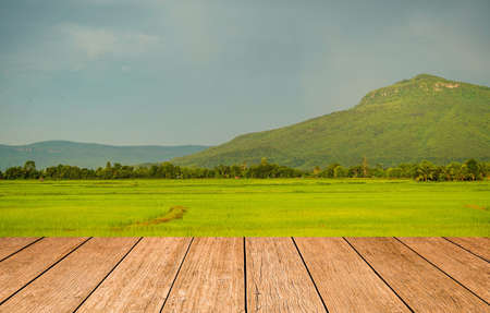 Empty wooden table on rice field with rice field background. Wooden table or terrace on rice field and empty display. Space for your montage, For product display.の写真素材