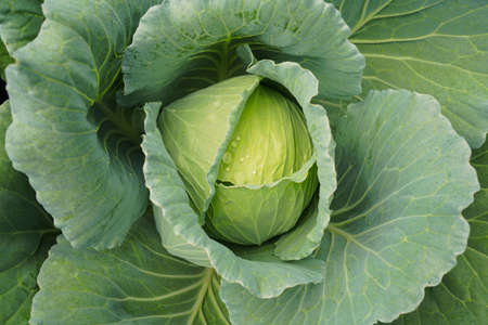 Fresh organic cabbages in a field or Collard green field close up. Green fresh cabbage maturing heads growing in the farm field.の写真素材