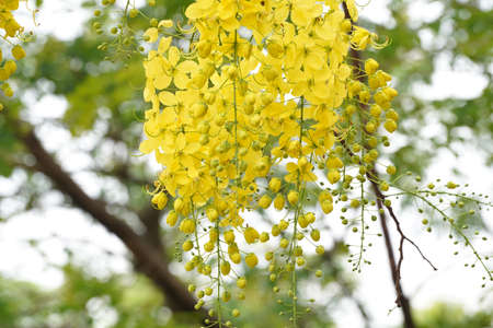 Ratchaphruek or Multiply flowers, Cassia fistula L. or golden shower are blooming on the tree. Tropical yellow flowers that bloom in summer. Symbol of Songkran Festival.の写真素材