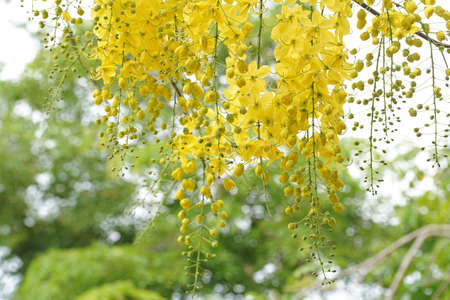 Ratchaphruek or Multiply flowers, Cassia fistula L. or golden shower are blooming on the tree. Tropical yellow flowers that bloom in summer. Symbol of Songkran Festival.の写真素材