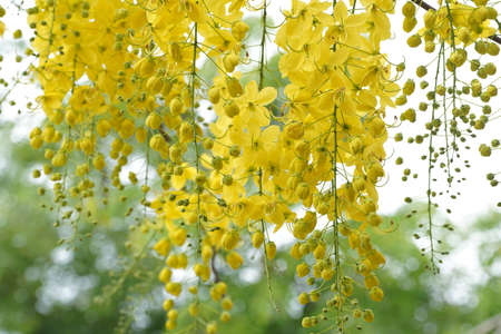 Ratchaphruek or Multiply flowers, Cassia fistula L. or golden shower are blooming on the tree. Tropical yellow flowers that bloom in summer. Symbol of Songkran Festival.の写真素材