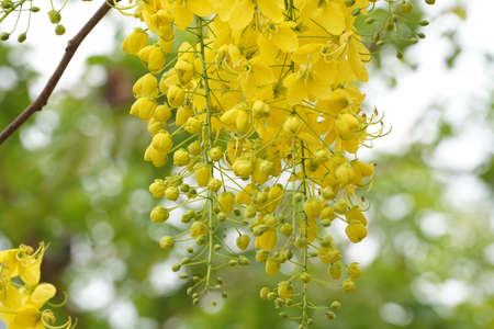 Ratchaphruek or Multiply flowers, Cassia fistula L. or golden shower are blooming on the tree. Tropical yellow flowers that bloom in summer. Symbol of Songkran Festival.の写真素材