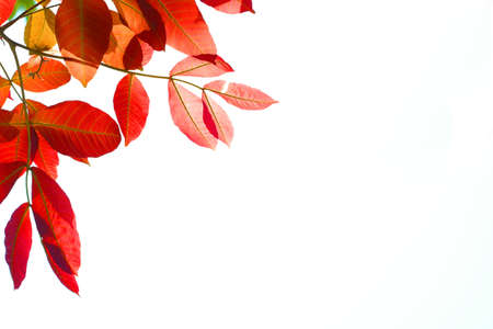 red yellow and orange leaf tree background. Natural background with leaves and bright sunlight.の写真素材