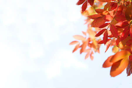 red yellow and orange leaf tree background. Natural background with leaves and bright sunlight.の写真素材