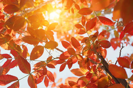 red yellow and orange leaf tree background. Natural background with leaves and bright sunlight.の写真素材